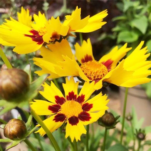 Yellow Coreopsis Flower #yellowcoreopsis 