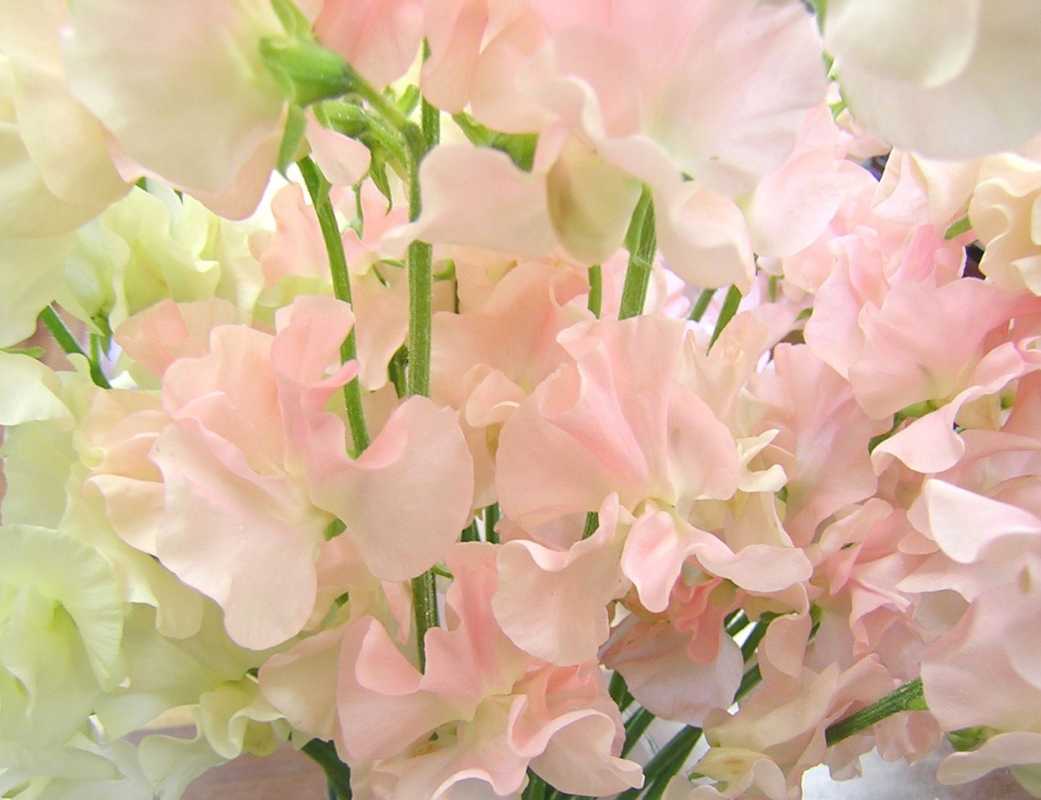 rozovye-cvety13 Свадебные букеты с душистым горошком