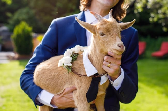 groom holding baby goat