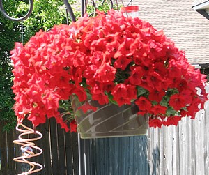 Red petunias overflowing a hanging pot, a gift for mother.
